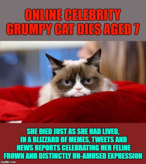 RIP Tadar Sauce | ONLINE CELEBRITY GRUMPY CAT DIES AGED 7; SHE DIED JUST AS SHE HAD LIVED, IN A BLIZZARD OF MEMES, TWEETS AND NEWS REPORTS CELEBRATING HER FELINE FROWN AND DISTINCTLY UN-AMUSED EXPRESSION | image tagged in memes,grumpy cat,grumpy cat dies,rip | made w/ Imgflip meme maker