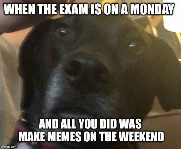 Nervous Doge | WHEN THE EXAM IS ON A MONDAY; AND ALL YOU DID WAS MAKE MEMES ON THE WEEKEND | image tagged in scared dog | made w/ Imgflip meme maker