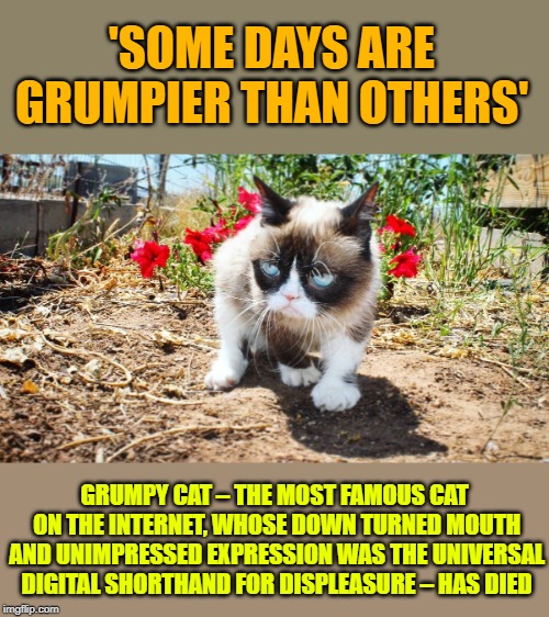 RIP Tadar Sauce | 'SOME DAYS ARE GRUMPIER THAN OTHERS'; GRUMPY CAT – THE MOST FAMOUS CAT ON THE INTERNET, WHOSE DOWN TURNED MOUTH AND UNIMPRESSED EXPRESSION WAS THE UNIVERSAL DIGITAL SHORTHAND FOR DISPLEASURE – HAS DIED | image tagged in memes,grumpy cat,rip | made w/ Imgflip meme maker