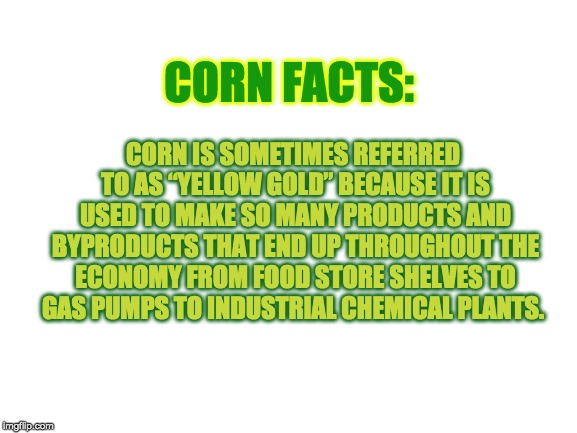 Blank White Template | CORN IS SOMETIMES REFERRED TO AS “YELLOW GOLD” BECAUSE IT IS USED TO MAKE SO MANY PRODUCTS AND BYPRODUCTS THAT END UP THROUGHOUT THE ECONOMY FROM FOOD STORE SHELVES TO GAS PUMPS TO INDUSTRIAL CHEMICAL PLANTS. CORN FACTS: | image tagged in corn,farm,farmers | made w/ Imgflip meme maker