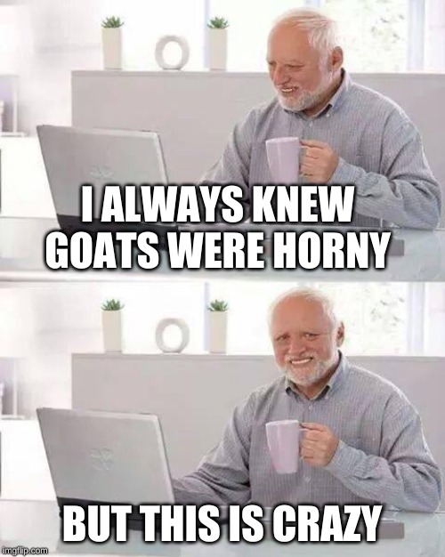 Hide the Pain Harold Meme | I ALWAYS KNEW GOATS WERE HORNY BUT THIS IS CRAZY | image tagged in memes,hide the pain harold | made w/ Imgflip meme maker