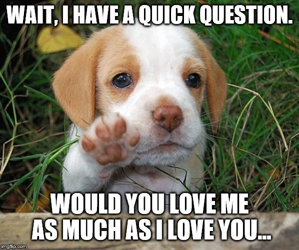dog puppy bye | WAIT, I HAVE A QUICK QUESTION. WOULD YOU LOVE ME AS MUCH AS I LOVE YOU... | image tagged in dog puppy bye | made w/ Imgflip meme maker