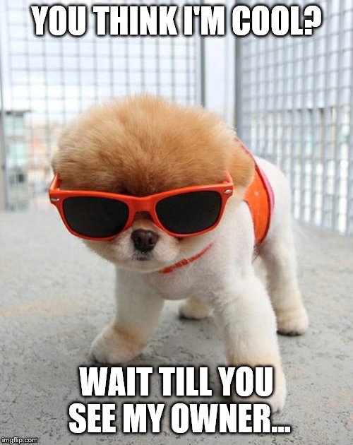 Cute Puppies | YOU THINK I'M COOL? WAIT TILL YOU SEE MY OWNER... | image tagged in cute puppies | made w/ Imgflip meme maker