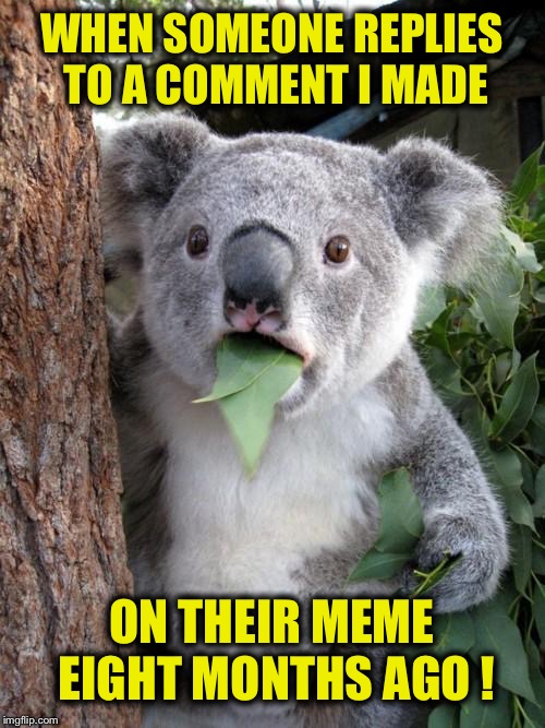 Yes, this just happened to me | WHEN SOMEONE REPLIES TO A COMMENT I MADE; ON THEIR MEME EIGHT MONTHS AGO ! | image tagged in memes,surprised koala,no rush,take your time,seriously take your freaking time,can i be any clearer | made w/ Imgflip meme maker