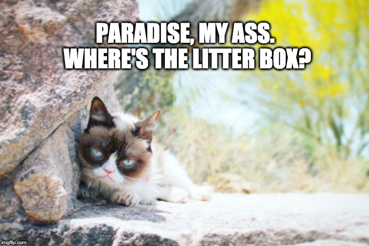 Grumpy Cat Goes to Heaven | PARADISE, MY ASS. WHERE'S THE LITTER BOX? | image tagged in grumpy in paradise,grumpy cat,grumpy cat heaven | made w/ Imgflip meme maker