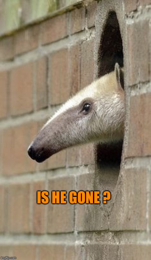 simon sniff | IS HE GONE ? | image tagged in simon sniff | made w/ Imgflip meme maker