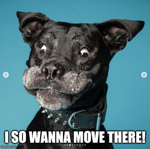 Indubitably Dog | I SO WANNA MOVE THERE! | image tagged in indubitably dog | made w/ Imgflip meme maker