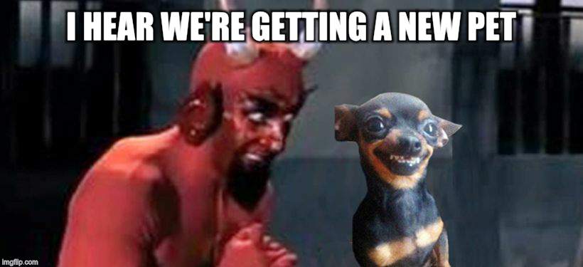 diablo y perro | I HEAR WE'RE GETTING A NEW PET! | image tagged in diablo y perro | made w/ Imgflip meme maker