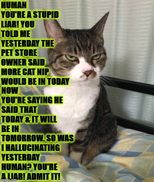 YOU'RE A LIAR | HUMAN YOU'RE A STUPID LIAR! YOU TOLD ME YESTERDAY THE PET STORE OWNER SAID MORE CAT NIP WOULD BE IN TODAY; NOW YOU'RE SAYING HE SAID THAT TODAY & IT WILL BE IN TOMORROW. SO WAS I HALLUCINATING YESTERDAY HUMAN? YOU'RE A LIAR! ADMIT IT! | image tagged in you're a liar | made w/ Imgflip meme maker