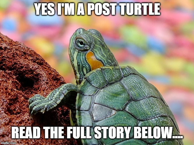 Best explanation of a Politician I've ever heard | YES I'M A POST TURTLE; READ THE FULL STORY BELOW.... | image tagged in best explanation of a politician i've ever heard | made w/ Imgflip meme maker