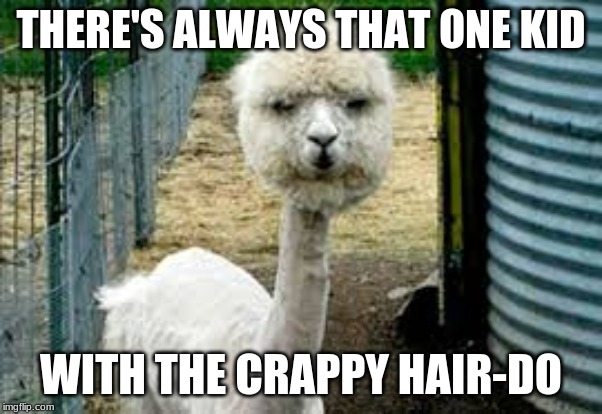 THERE'S ALWAYS THAT ONE KID; WITH THE CRAPPY HAIR-DO | image tagged in llama,funny meme,llama hair,beautiful llama | made w/ Imgflip meme maker