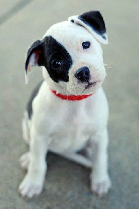 Cute Puppy Eye Patch Blank Meme Template