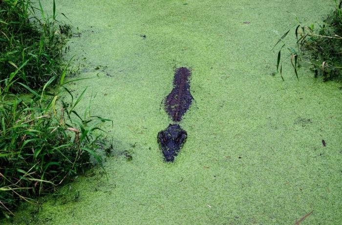 Image result for drowning in swamp