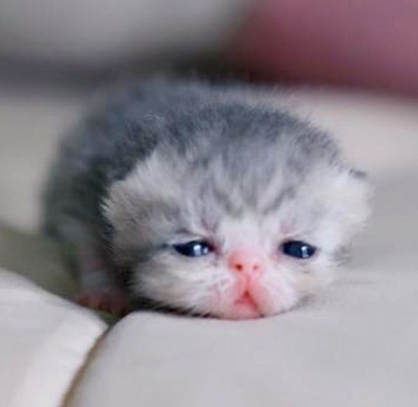 Adorable Baby Kitten Blank Meme Template