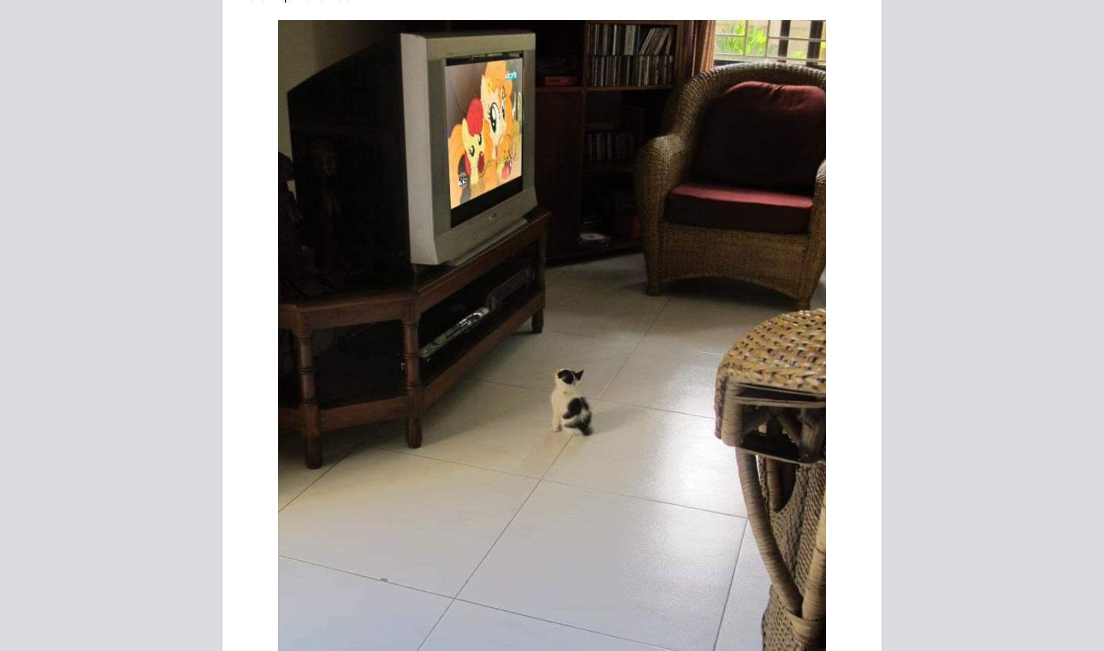 Cat!!!! Blank Meme Template