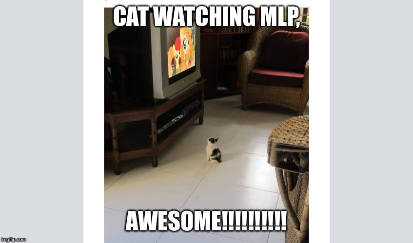 Cat!!!! | CAT WATCHING MLP, AWESOME!!!!!!!!!! | image tagged in cat | made w/ Imgflip meme maker