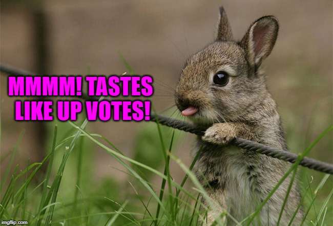 cute bunny | MMMM! TASTES LIKE UP VOTES! | image tagged in cute bunny,nixieknox,memes | made w/ Imgflip meme maker