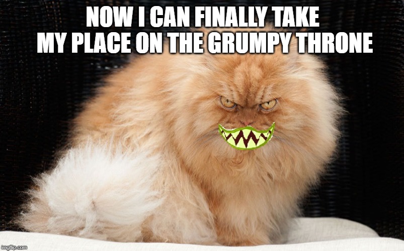 Angry Cat Smiling | NOW I CAN FINALLY TAKE MY PLACE ON THE GRUMPY THRONE | image tagged in angry cat smiling | made w/ Imgflip meme maker