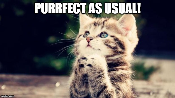 Cute kitten | PURRFECT AS USUAL! | image tagged in cute kitten | made w/ Imgflip meme maker