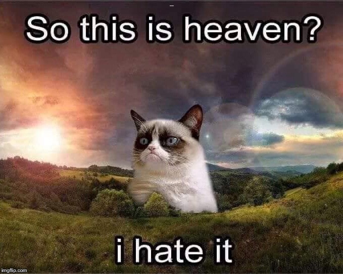 R.I.P. | SO THIS IS HEAVEN? I HATE IT | image tagged in memes,grumpy cat | made w/ Imgflip meme maker
