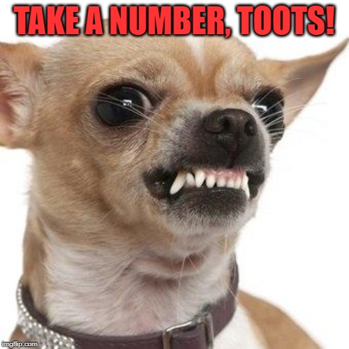 Angry chihuahua  | TAKE A NUMBER, TOOTS! | image tagged in angry chihuahua | made w/ Imgflip meme maker