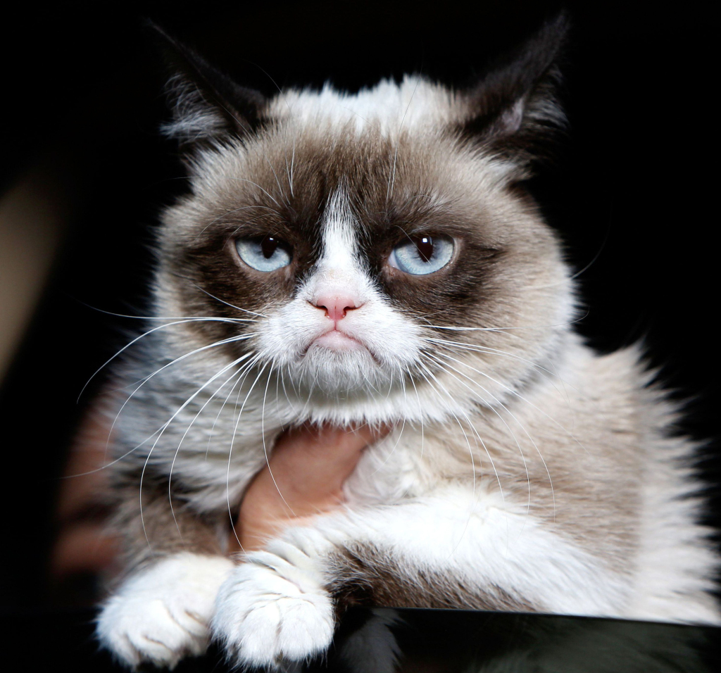 Grumpy cat no more Blank Meme Template