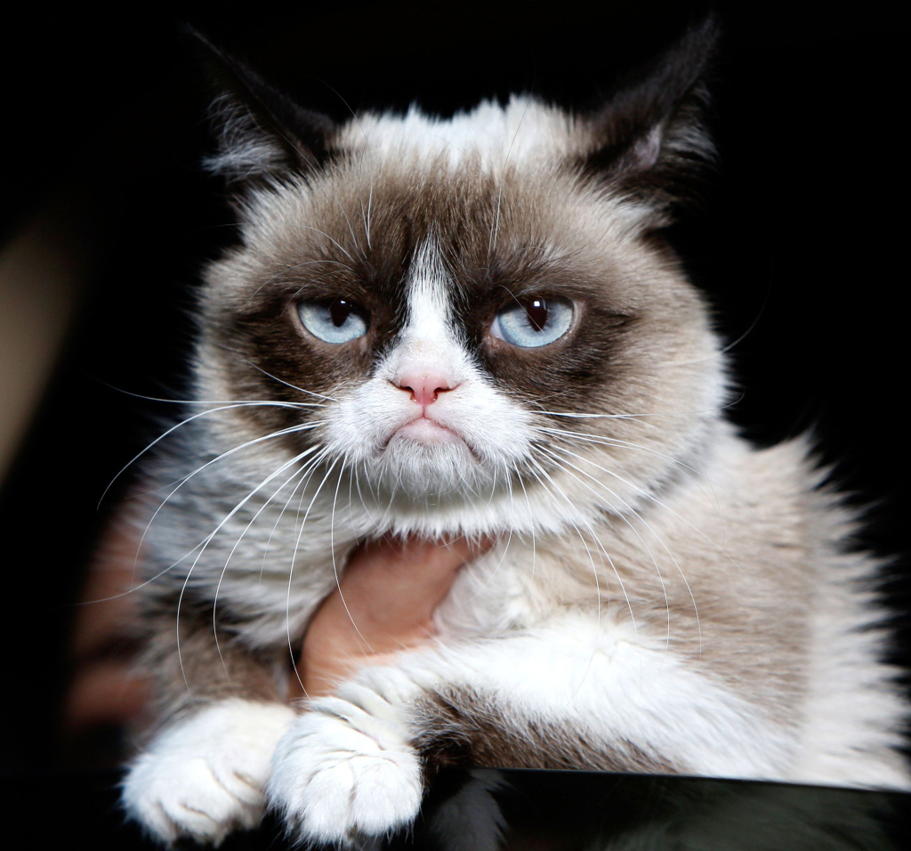 High Quality Grumpy cat no more Blank Meme Template