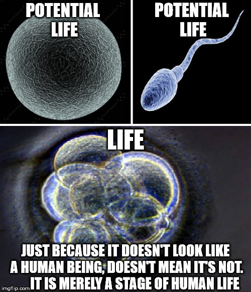 Life, Choose Wisely | POTENTIAL LIFE; POTENTIAL LIFE; LIFE; JUST BECAUSE IT DOESN'T LOOK LIKE A HUMAN BEING, DOESN'T MEAN IT'S NOT.        IT IS MERELY A STAGE OF HUMAN LIFE | image tagged in memes,human,abortion is murder,hard choice to make,what if i told you,choose wisely | made w/ Imgflip meme maker