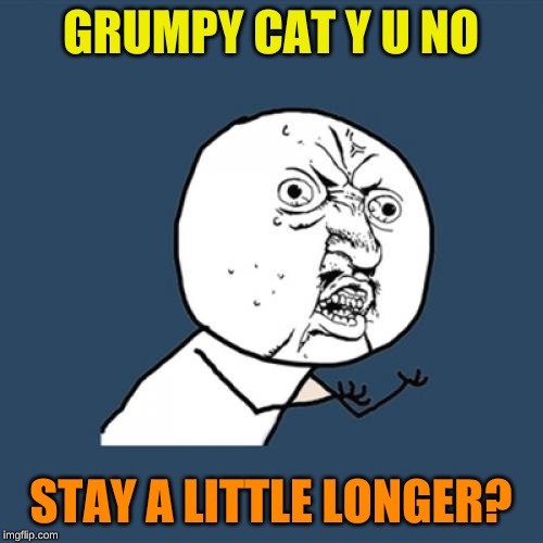 Y U No Meme | GRUMPY CAT Y U NO STAY A LITTLE LONGER? | image tagged in memes,y u no | made w/ Imgflip meme maker