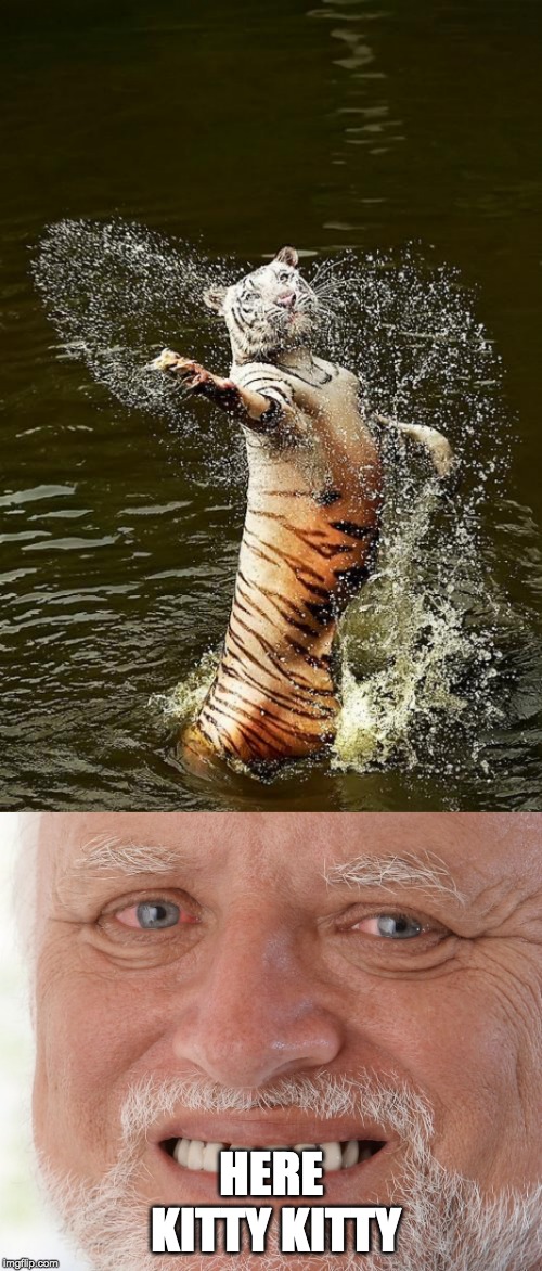 HERE KITTY KITTY | image tagged in fabulous tiger,hide the pain harold | made w/ Imgflip meme maker