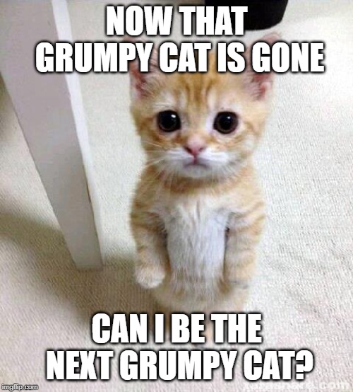 Cute Cat | NOW THAT GRUMPY CAT IS GONE; CAN I BE THE NEXT GRUMPY CAT? | image tagged in memes,cute cat | made w/ Imgflip meme maker