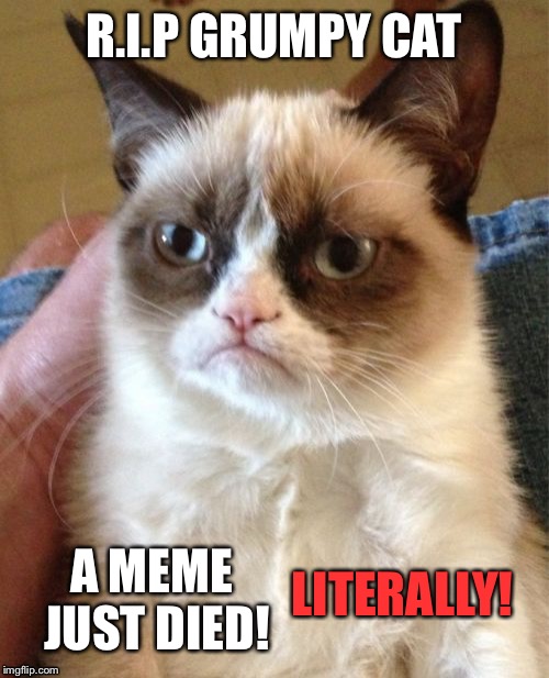 ? | R.I.P GRUMPY CAT; A MEME JUST DIED! LITERALLY! | image tagged in memes,grumpy cat | made w/ Imgflip meme maker