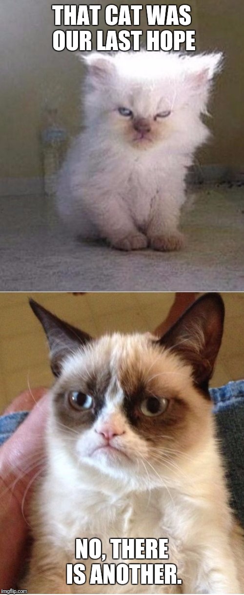 Grumpy Cats | THAT CAT WAS OUR LAST HOPE; NO, THERE IS ANOTHER. | image tagged in grumpy cats | made w/ Imgflip meme maker