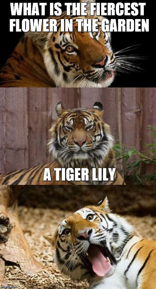 tiger Memes & GIFs Imgflip