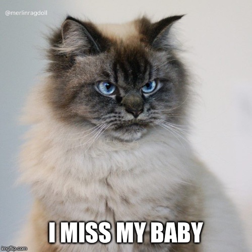 Grumpy cats mom | I MISS MY BABY | image tagged in grumpy cats mom | made w/ Imgflip meme maker