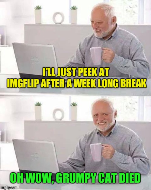 May she finally find happiness! |  I'LL JUST PEEK AT IMGFLIP AFTER A WEEK LONG BREAK; OH WOW, GRUMPY CAT DIED | image tagged in memes,hide the pain harold,grumpy cat,rip | made w/ Imgflip meme maker