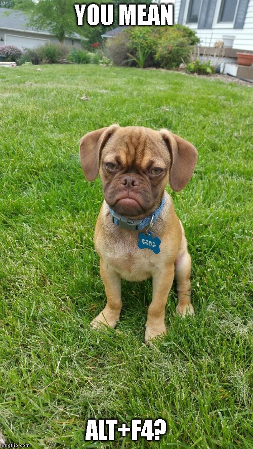 Earl The Grumpy Dog | YOU MEAN ALT+F4? | image tagged in earl the grumpy dog | made w/ Imgflip meme maker
