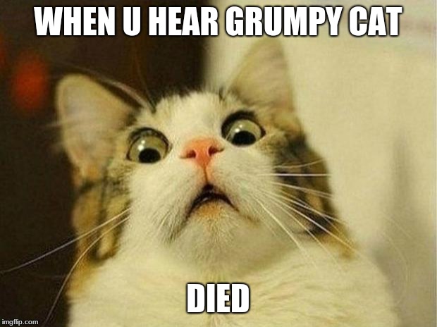Scared Cat | WHEN U HEAR GRUMPY CAT; DIED | image tagged in memes,scared cat | made w/ Imgflip meme maker