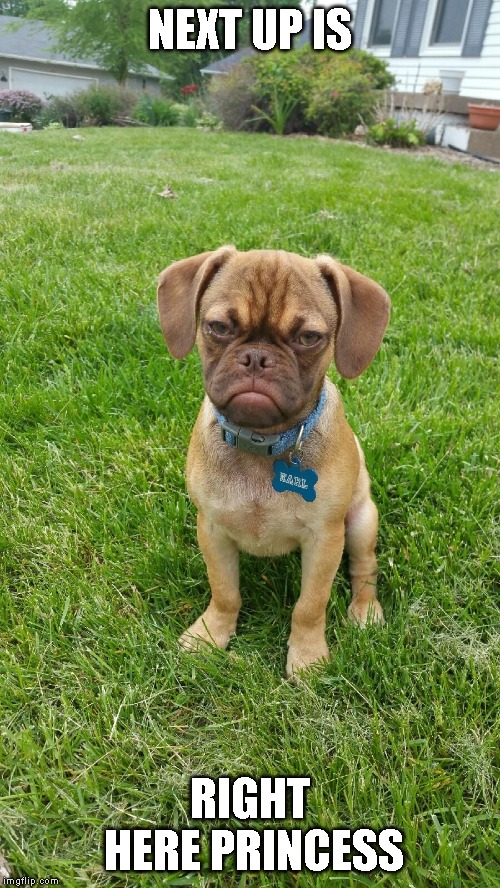 Earl The Grumpy Dog | NEXT UP IS RIGHT HERE PRINCESS | image tagged in earl the grumpy dog | made w/ Imgflip meme maker