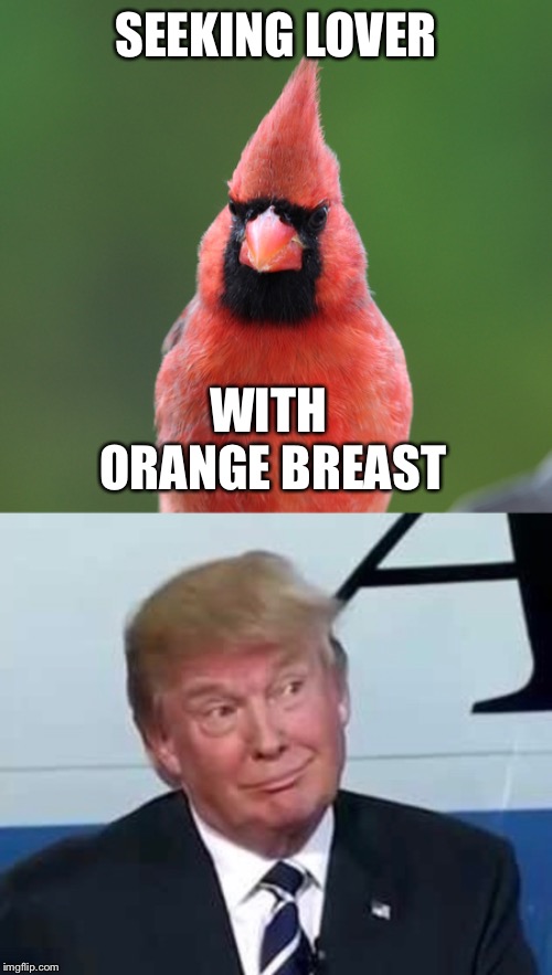 SEEKING LOVER; WITH ORANGE BREAST | image tagged in memes,donald trump | made w/ Imgflip meme maker