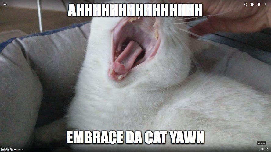 Cat yawning | AHHHHHHHHHHHHHHH; EMBRACE DA CAT YAWN | image tagged in cat yawning | made w/ Imgflip meme maker