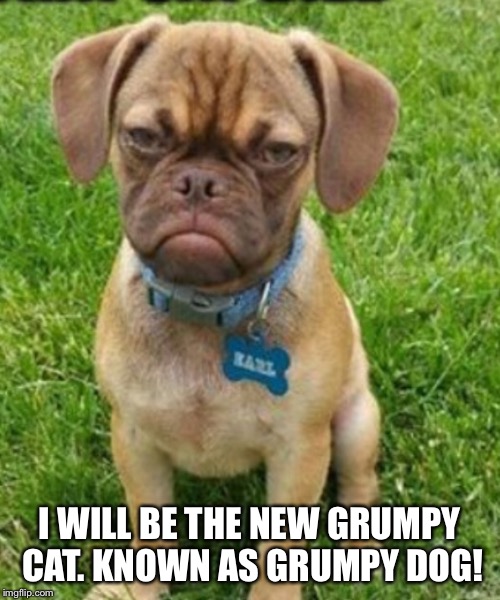I WILL BE THE NEW GRUMPY CAT. KNOWN AS GRUMPY DOG! | image tagged in grumpy cat | made w/ Imgflip meme maker