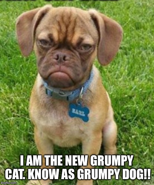 I AM THE NEW GRUMPY CAT. KNOW AS GRUMPY DOG!! | image tagged in grumpy cat | made w/ Imgflip meme maker