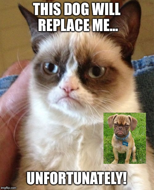 Grumpy Cat | THIS DOG WILL REPLACE ME... UNFORTUNATELY! | image tagged in memes,grumpy cat | made w/ Imgflip meme maker