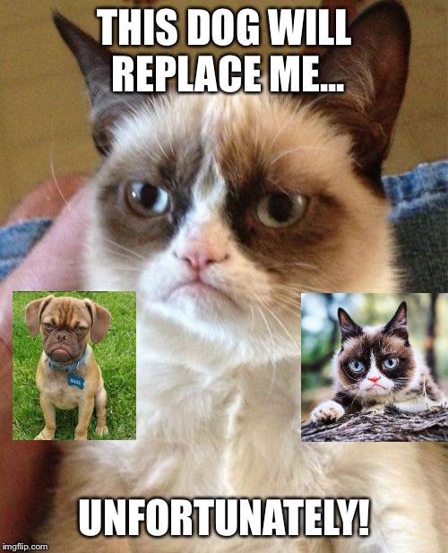 Grumpy Cat Meme | THIS DOG WILL REPLACE ME... UNFORTUNATELY! | image tagged in memes,grumpy cat | made w/ Imgflip meme maker