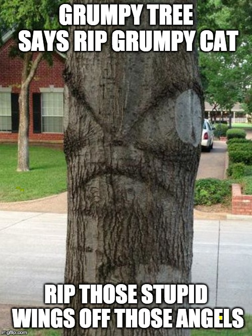 GRUMPY TREE SAYS RIP GRUMPY CAT; RIP THOSE STUPID WINGS OFF THOSE ANGELS | image tagged in grumpy cat,grumpy,tree | made w/ Imgflip meme maker