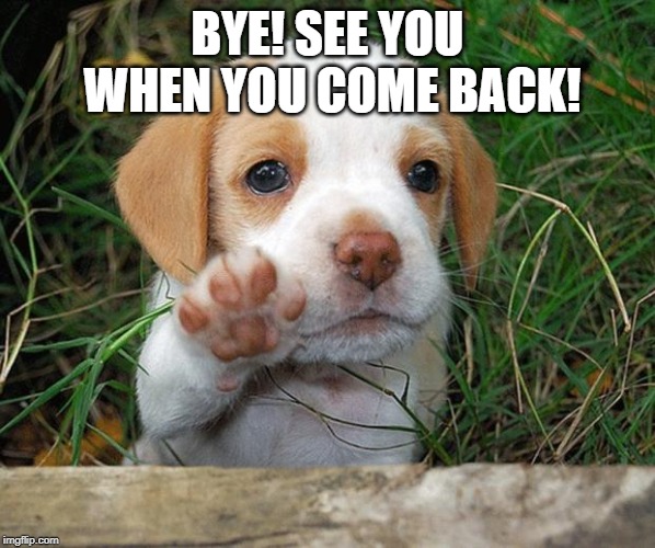 dog puppy bye | BYE! SEE YOU WHEN YOU COME BACK! | image tagged in dog puppy bye | made w/ Imgflip meme maker