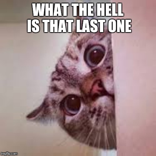 scared cat | WHAT THE HELL IS THAT LAST ONE | image tagged in scared cat | made w/ Imgflip meme maker