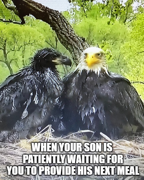 WHEN YOUR SON IS PATIENTLY WAITING FOR YOU TO PROVIDE HIS NEXT MEAL | image tagged in parenting | made w/ Imgflip meme maker
