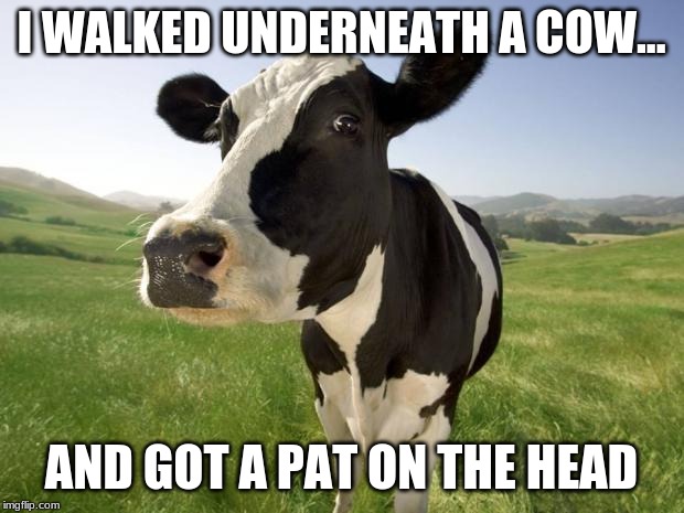 cow | I WALKED UNDERNEATH A COW... AND GOT A PAT ON THE HEAD | image tagged in cow | made w/ Imgflip meme maker